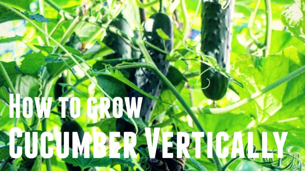 How To Grow Cucumber Vertically