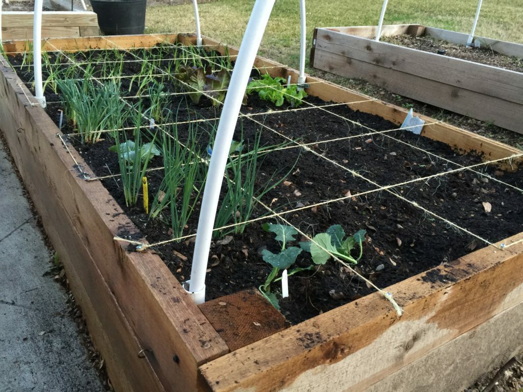 Square Foot Garden Layout