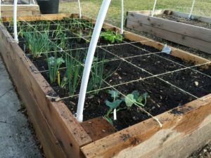 Square Foot Garden Layout