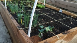 Square Foot Gardening Layout