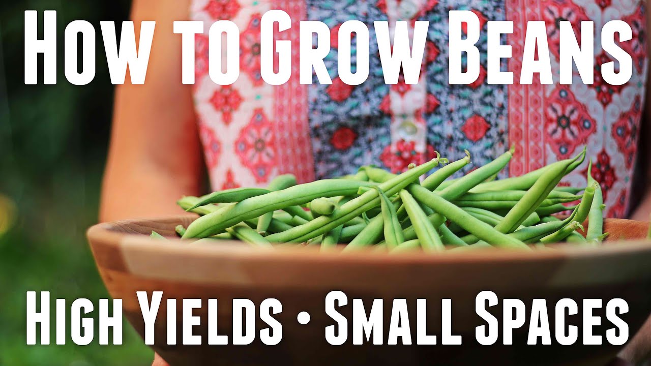 How To Grow Bush Beans - Ultimate Guide For High Yields - Organic ...