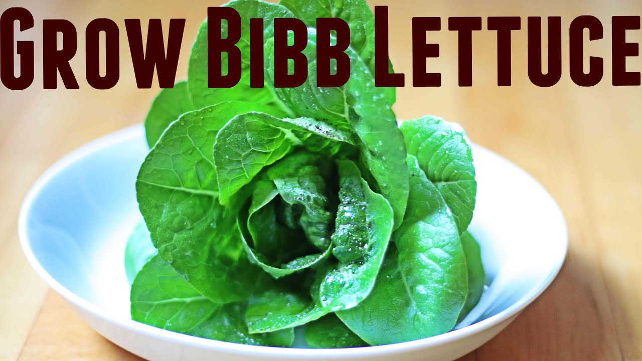 how-to-grow-bibb-lettuce-planting-seed-to-harvest-in-2-minutes