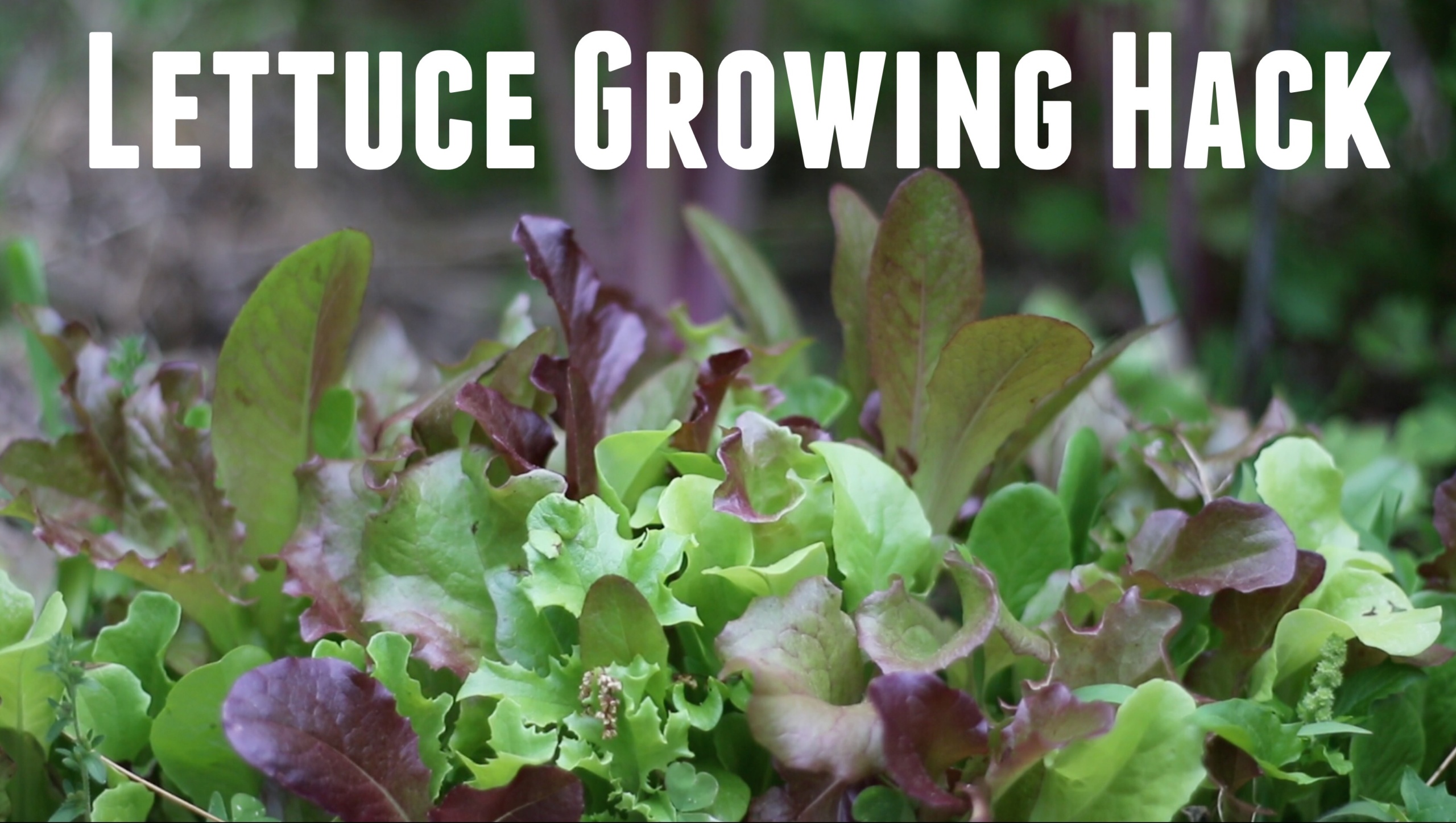 Lettuce Grow