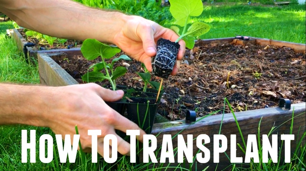 How To Transplant Seedlings Into Garden