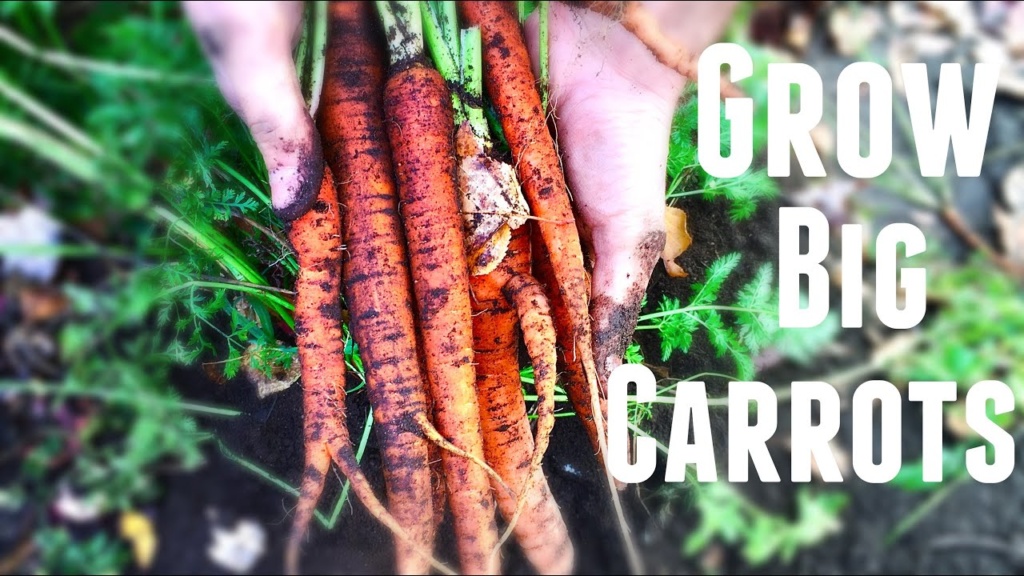 How to grow big carrots