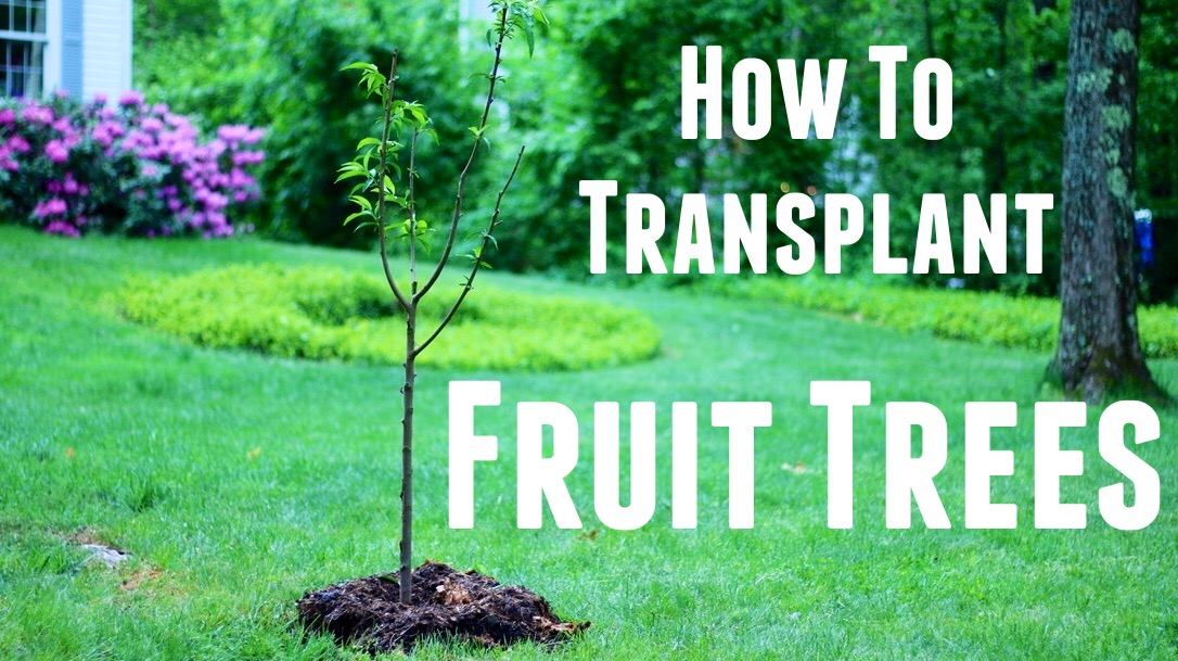 How to Plant Fruit Trees Easy and Mistakes to Avoid