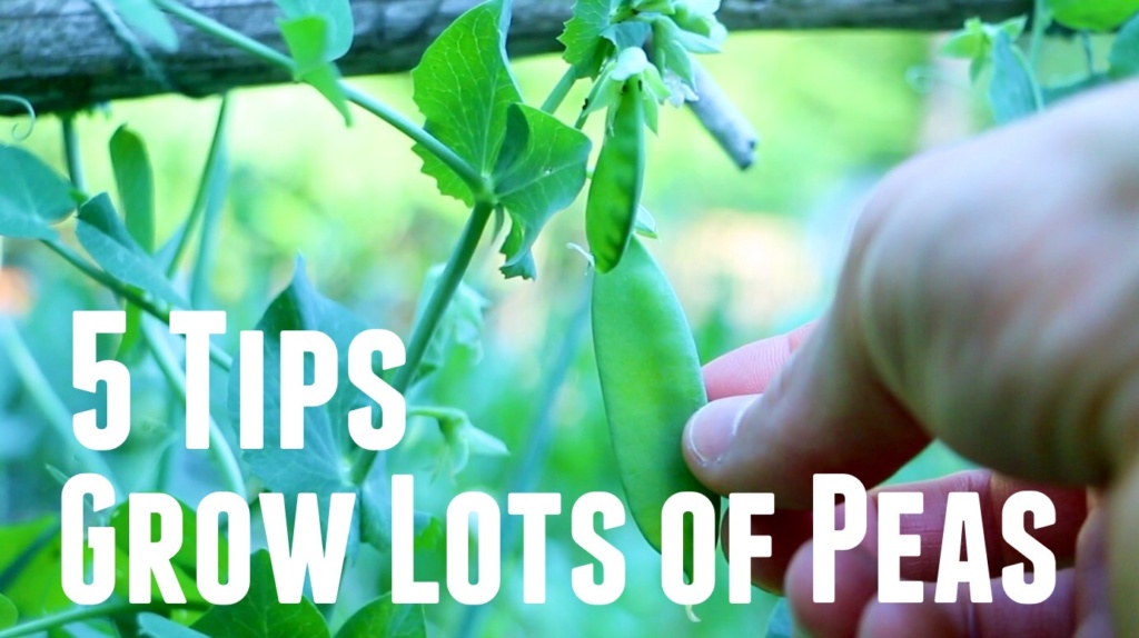 Growing Peas is very easy and one of the earliest crops to plant in your spring garden. However, there are some key steps to growing peas to ensure a plentiful and continuous harvest. I also share how you can build a free DIY easy trellis with no tools for trellising peas.