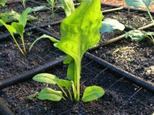 Square Foot Irrigation