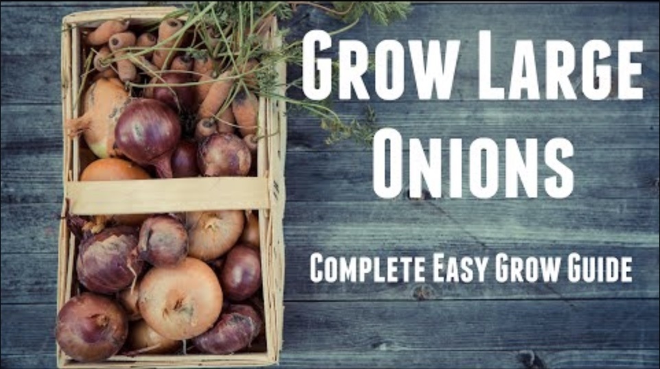 How to Grow Large Onions - Complete Beginners Guide For Growing Big Onions At Home In Your Garden