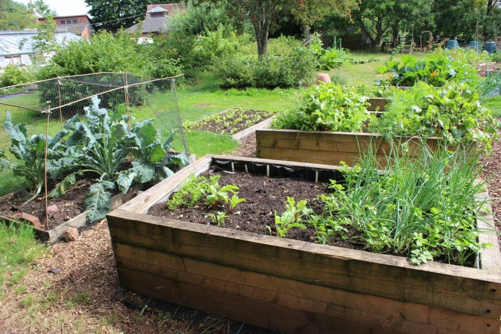 Vegetable Garden Planning for Beginners