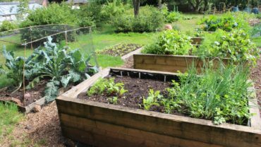 Vegetable Garden Planning for Beginners