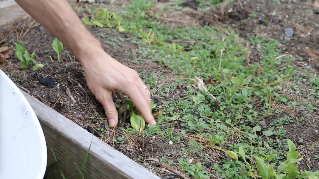 Prepare Your Garden for Winter in 11 Easy Steps 