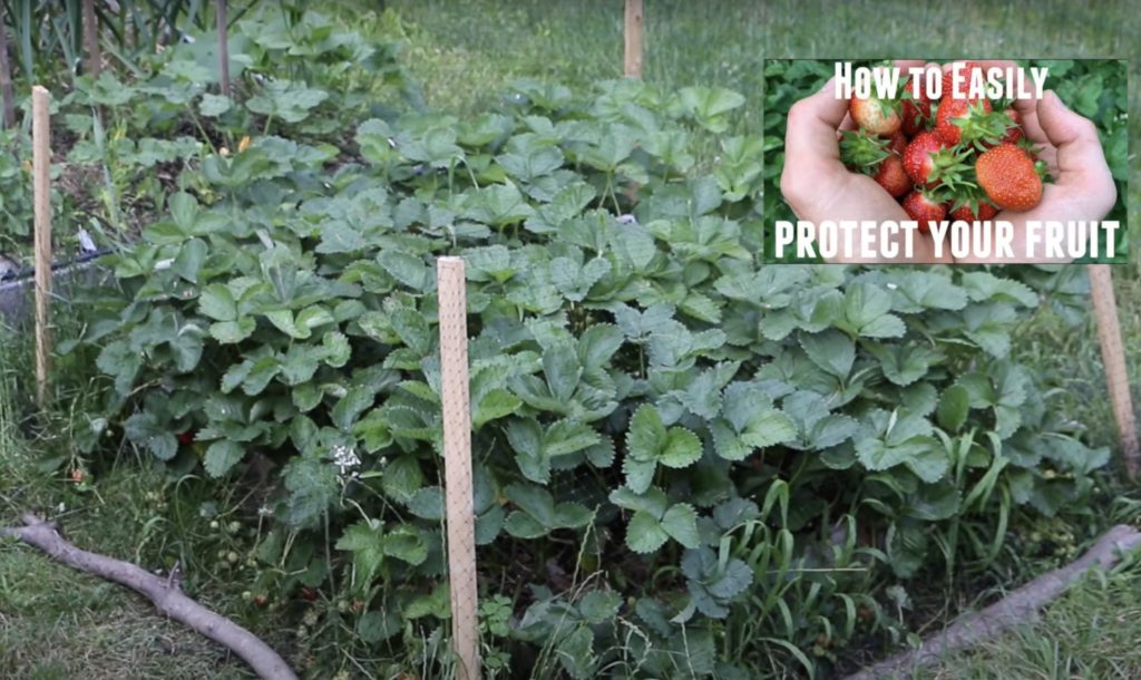 My Netting to Protest Strawberries From Squirrels