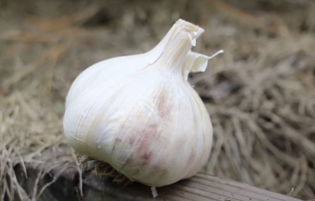 How to Plant Garlic