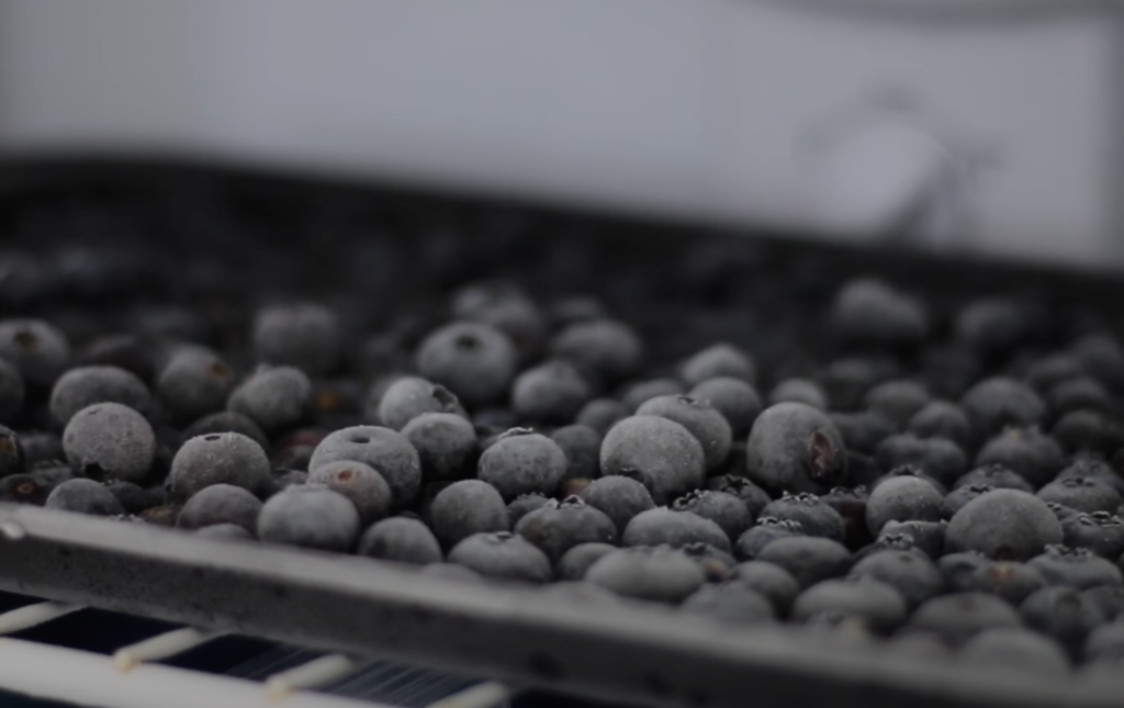 How to Freeze Blueberries 