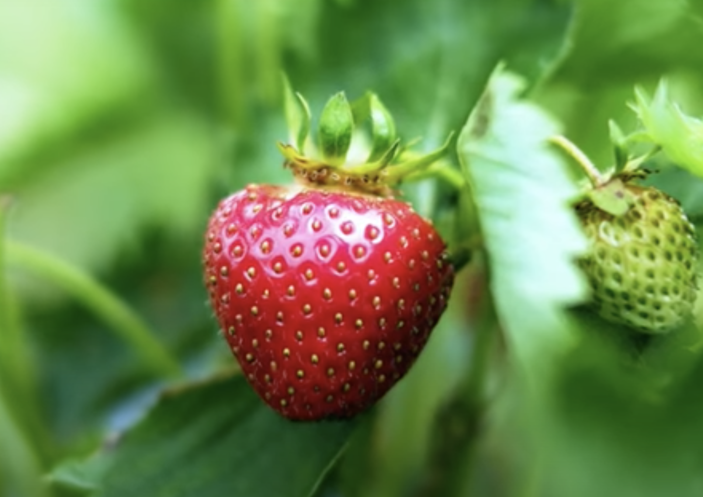 Strawberry plants growing in a square foot raised bed