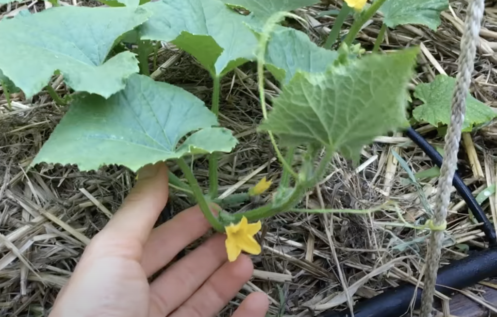 Cucumber Plants Getting Ready to Grow Vertically - Tendril Wrapping Around String