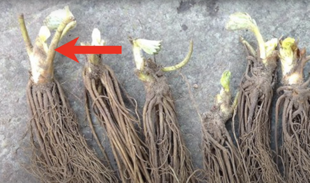 Planting Strawberry Bear Roots