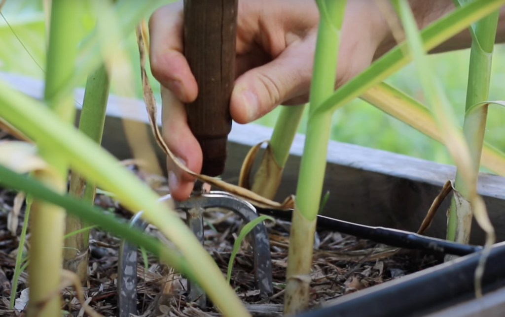 Using a Small Fork to Gently Lift Garlic Bulbs from the Soil