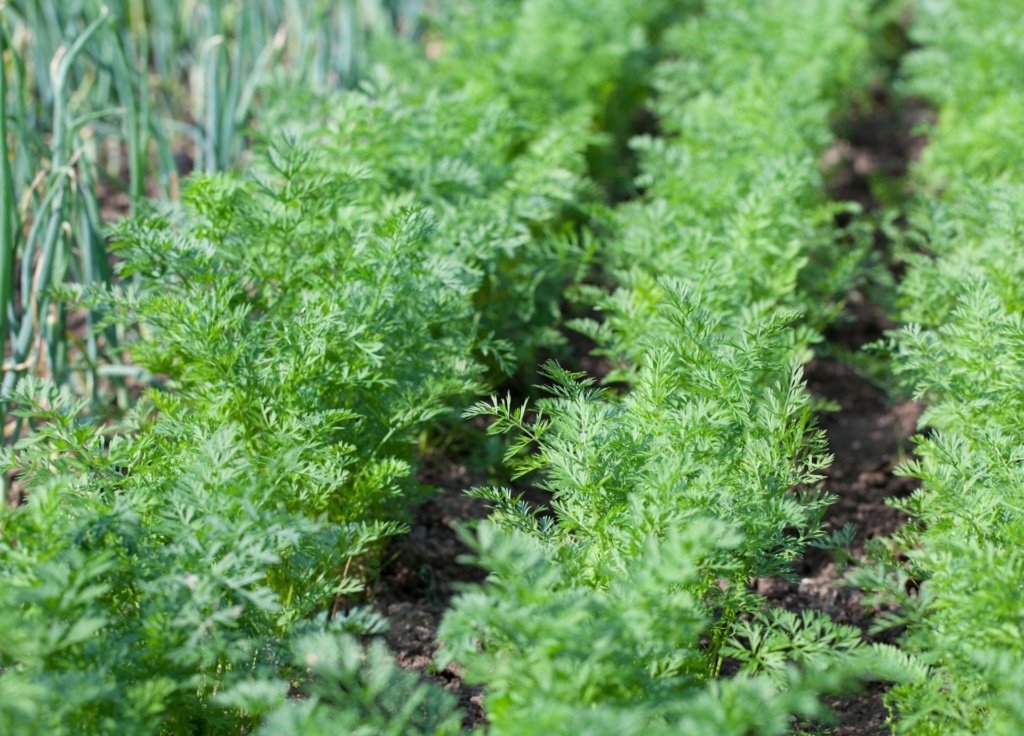 How to Grow Big Carrots In Your Garden