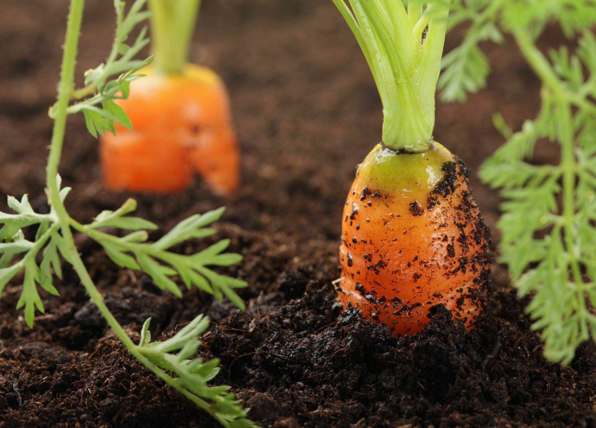 Carrots growing in a square foot raised bed