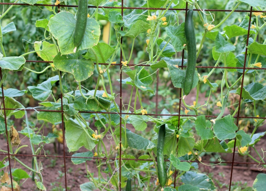 Cucumbers Growing Vertically on Metal Cattle Panel 