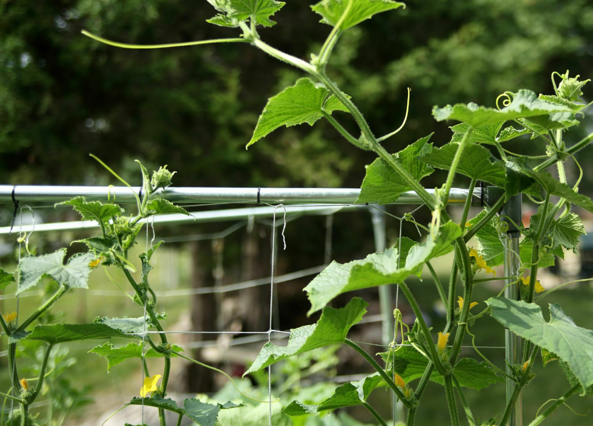 Cucumbers growing in a square foot raised bed