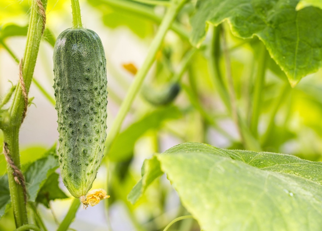 Cucumbers Growing Vertically - How To 