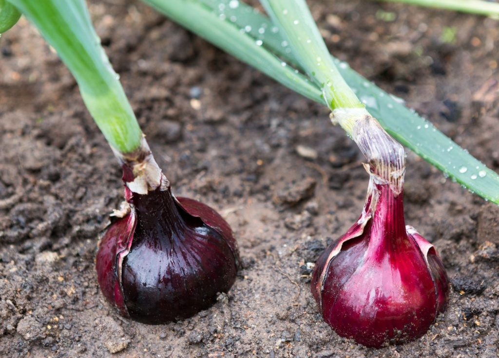 How to Grow Large Onions - Complete Beginners Guide For Growing Big Onions At Home In Your Garden