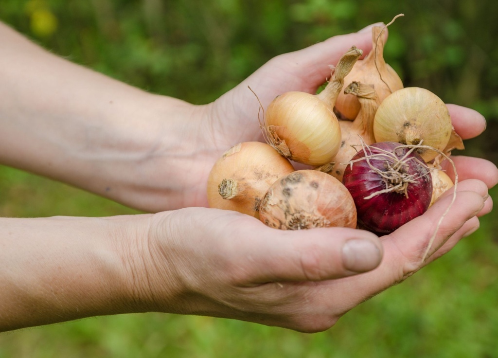 How to Grow Large Onions - Complete Beginners Guide For Growing Big Onions At Home In Your Garden