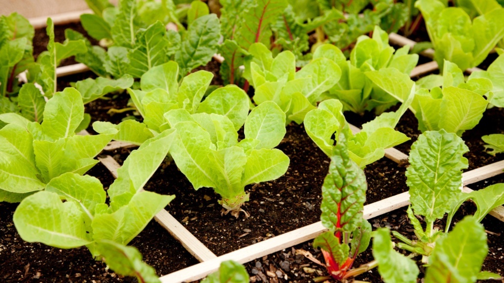 Plan My Garden Garden Planner