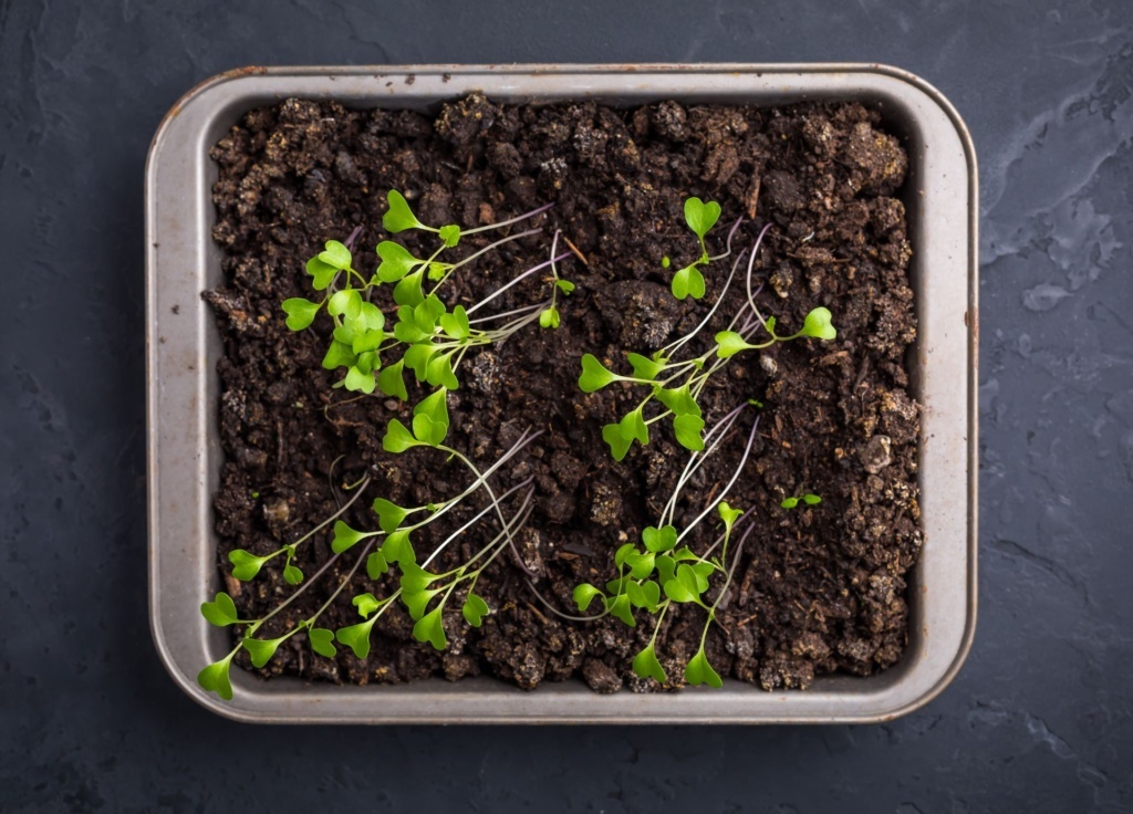How To Start Seeds Indoors - Leggy Seedlings