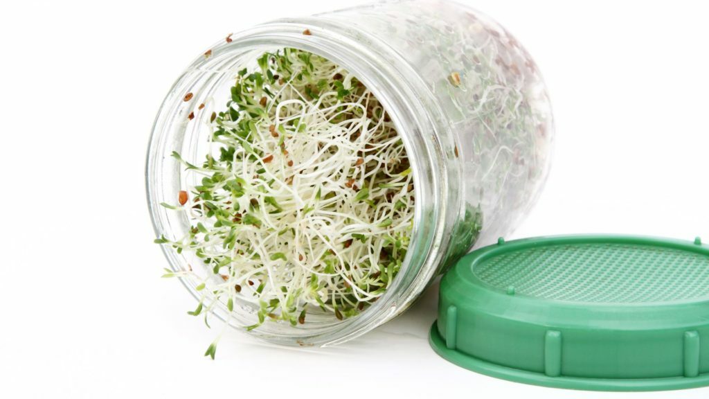 How to Grow Sprouts Indoors All Winter Long