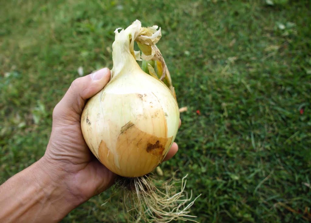 Learn How to Grow Larger Onions Like This 