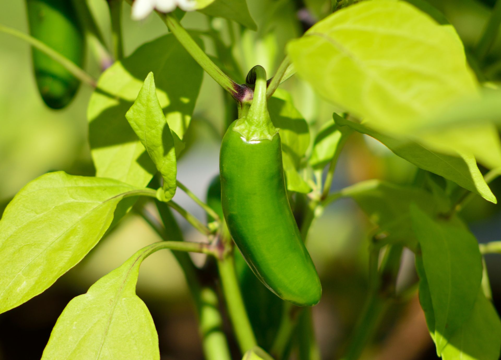 Pepper plants growing in a square foot raised bed