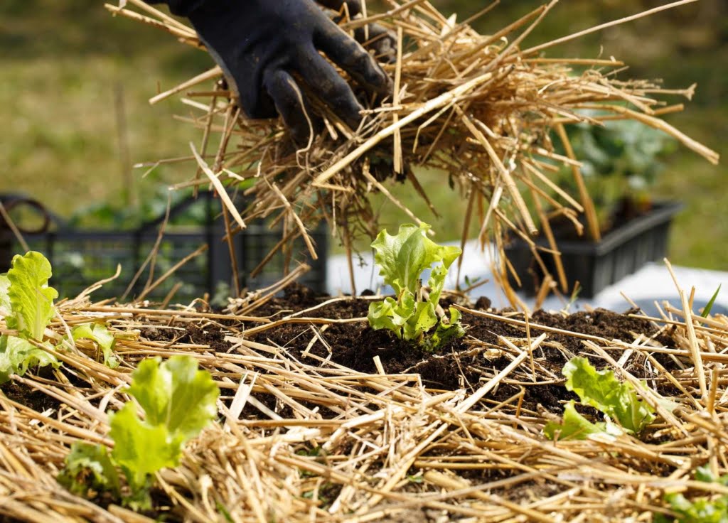 Mulching A Vegetable Garden - Often Overlooked by New Gardeners 