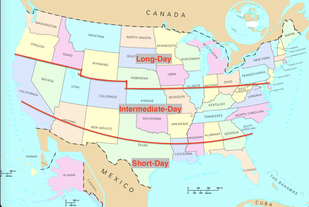 Which Onion Varieties to Grow Where In the United States 