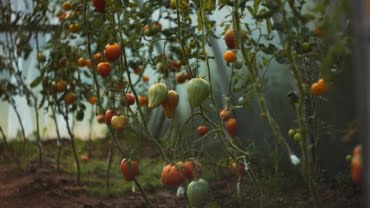 Tomato Tomato plant pruned to a single stem