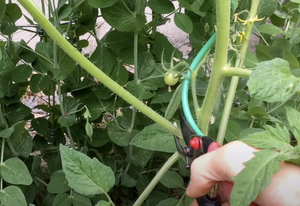 Pruning A Tomato Plant "Sucker" 