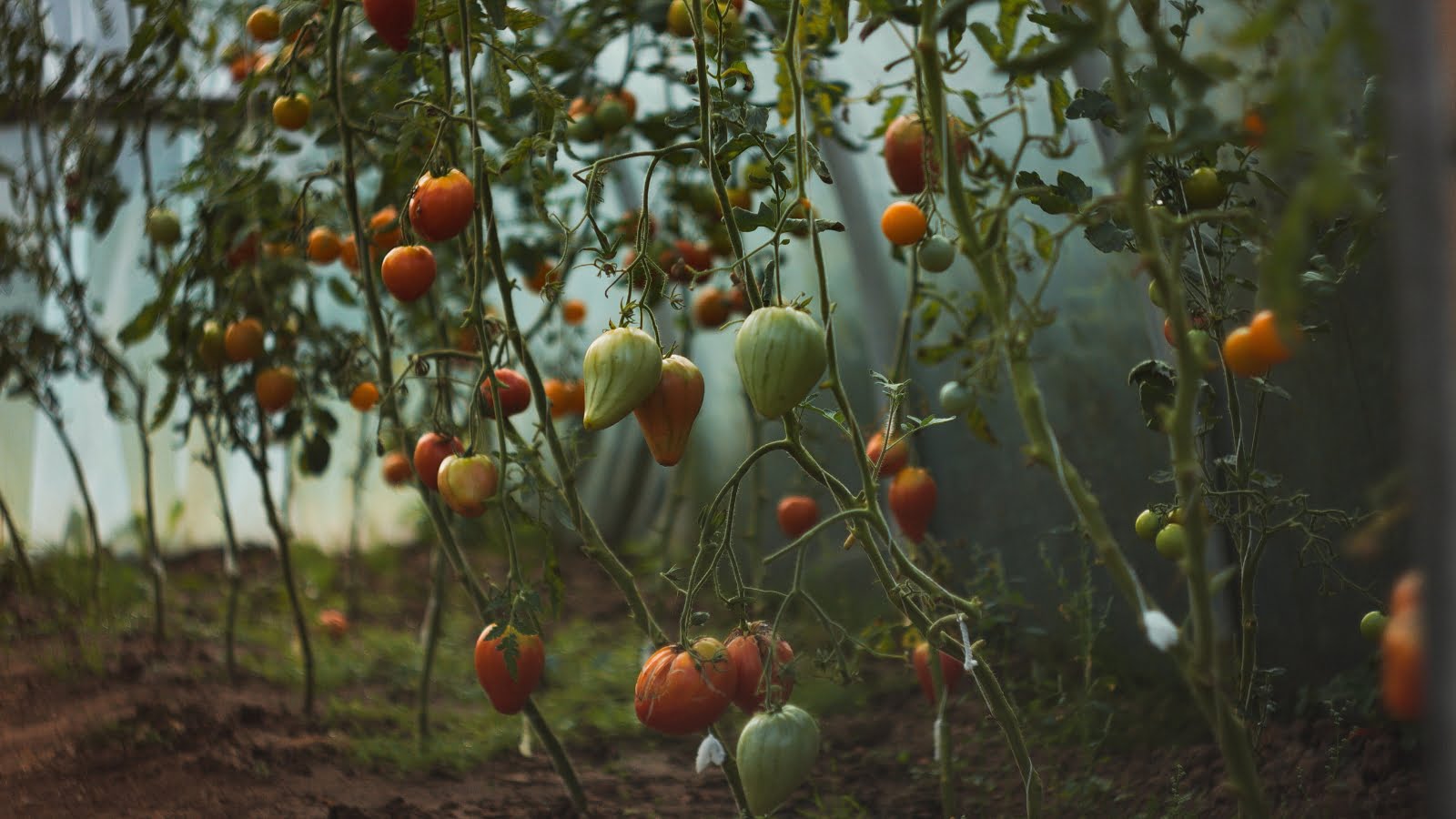 Tomato plants growing in a square foot raised bed