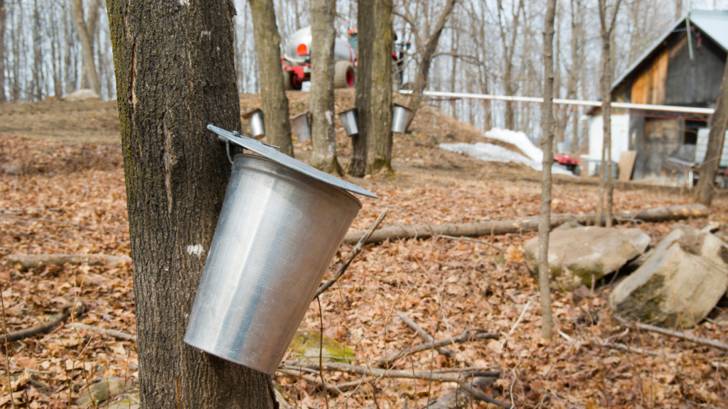 maple-sap-to-syrup-calculator