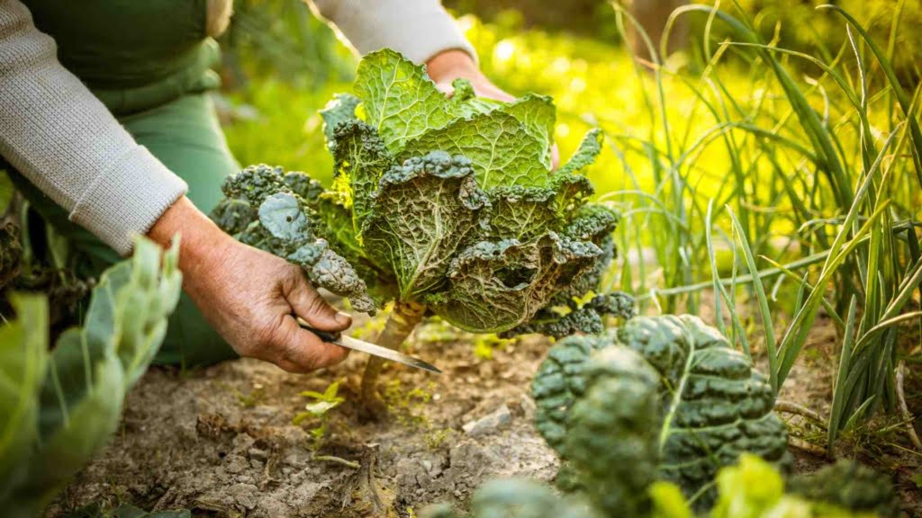 Choosing the Right Seeds for Your Garden
