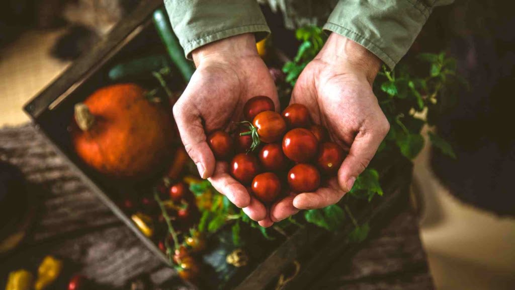 Choosing the Right Seeds for Your Garden