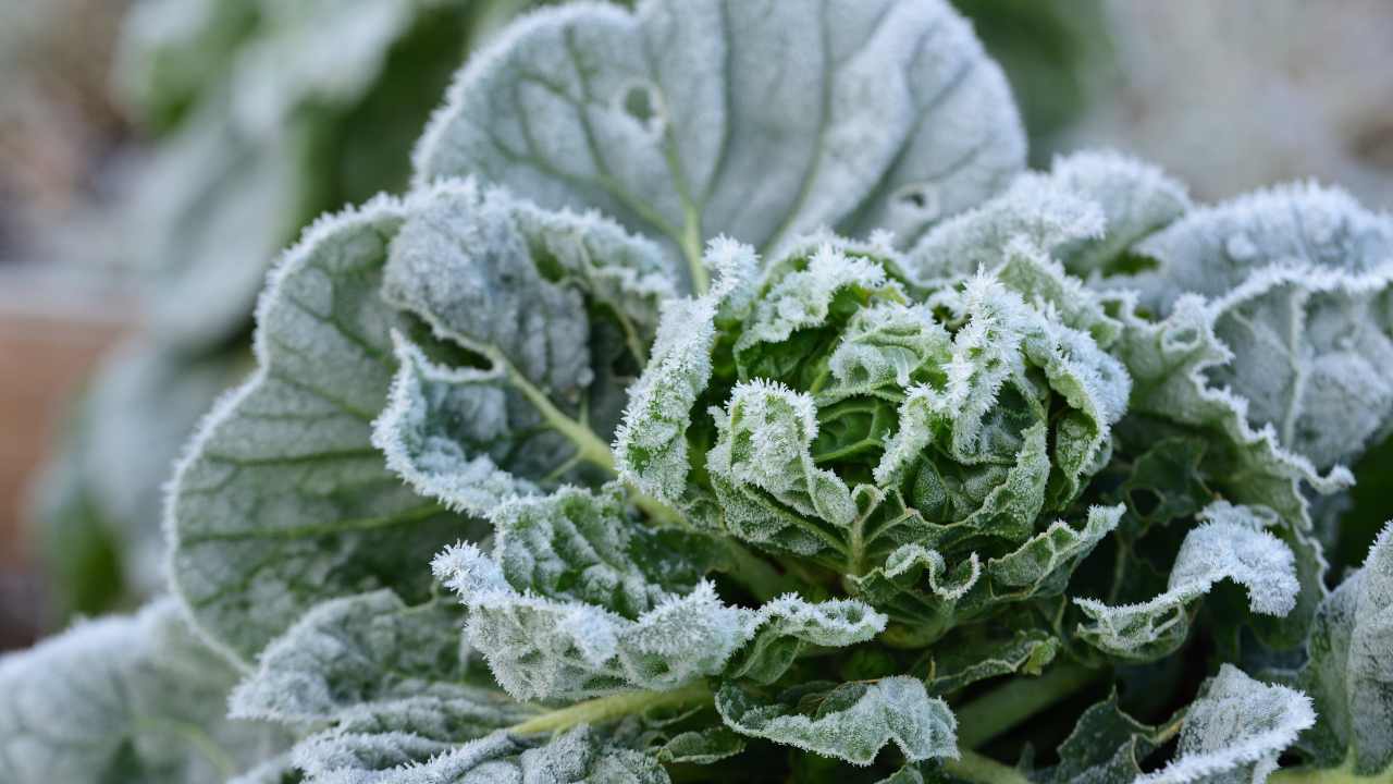 Spinach plants growing in a square foot raised bed