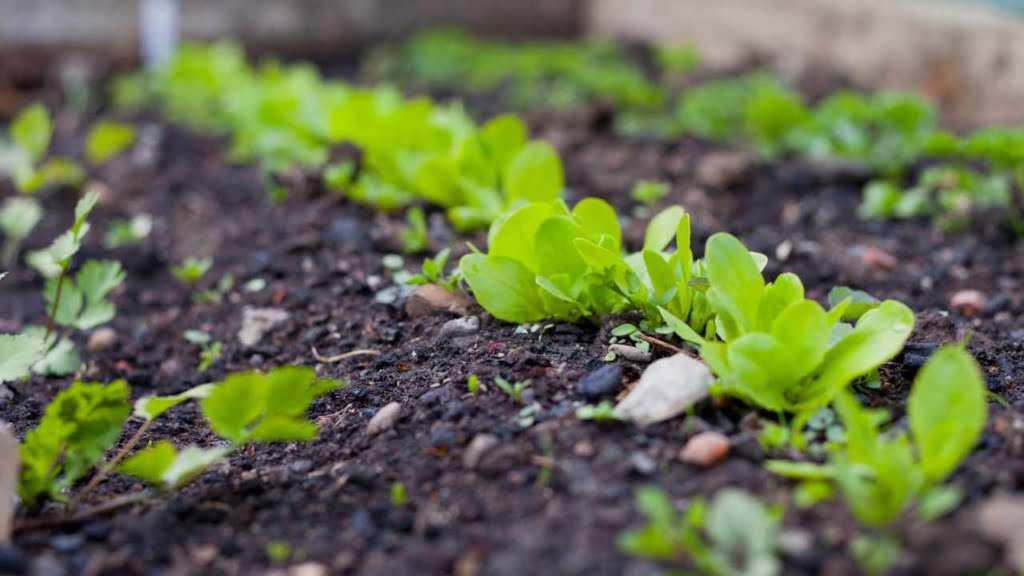 when is the best time to plant a vegetable garden