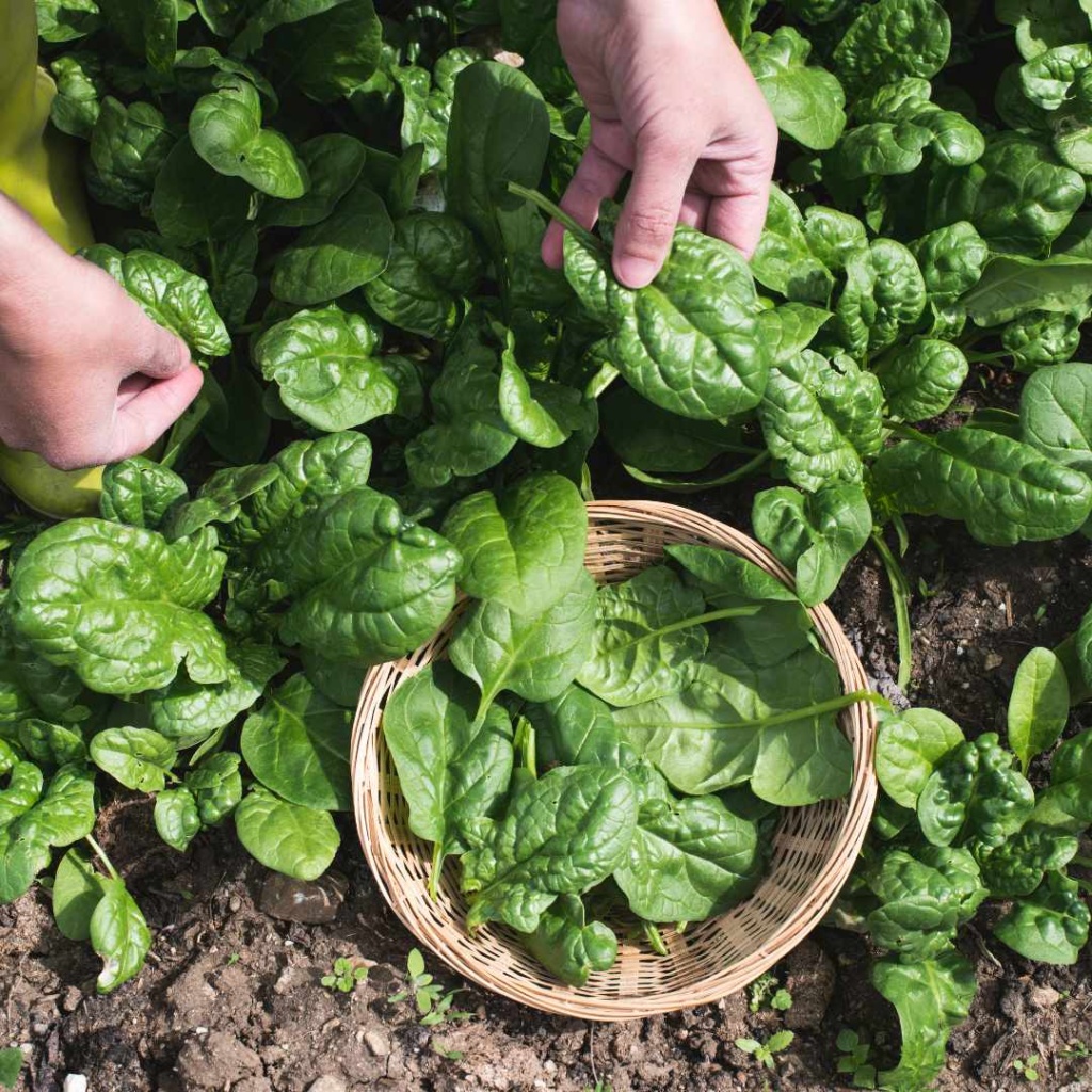 spinach is perfect for fall crop planting