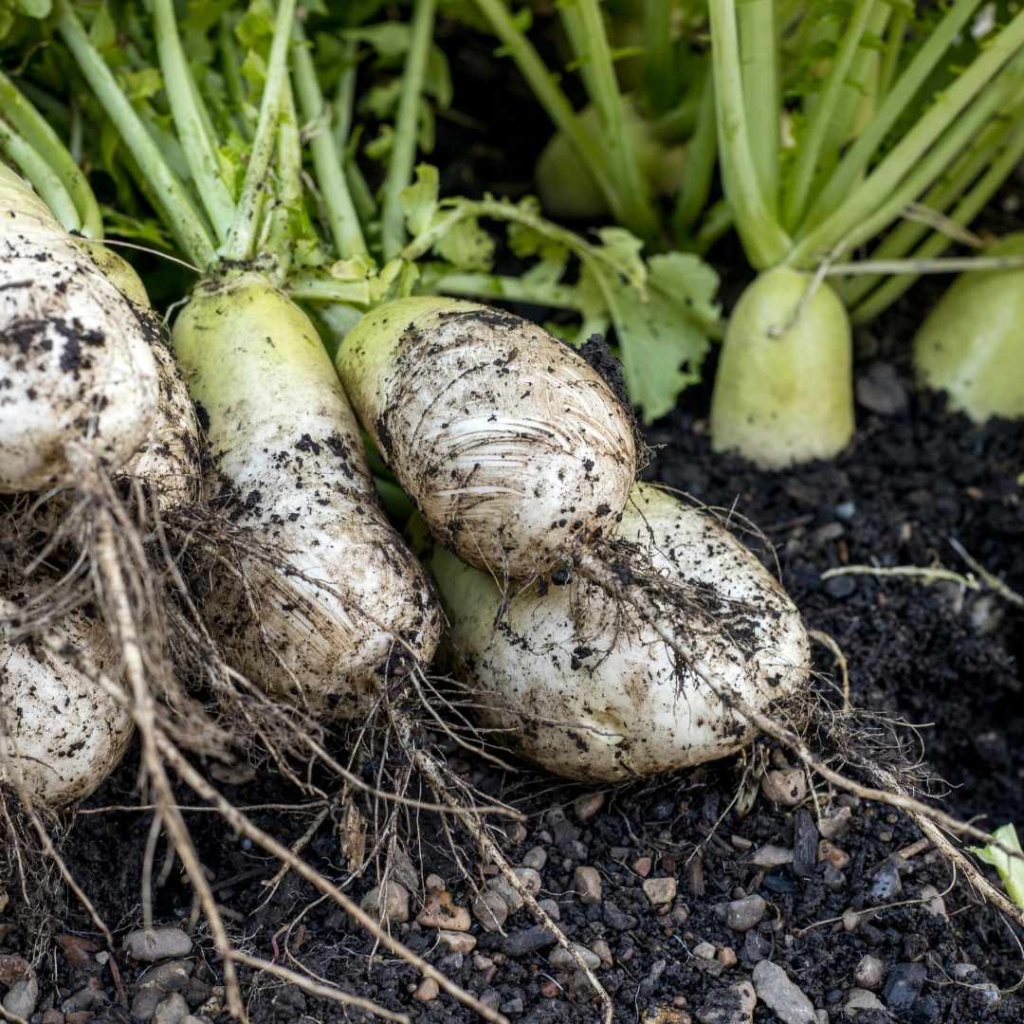 Radishes, a perfect fall garden crop
