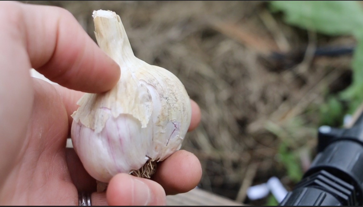 Garlic cloves growing in a square foot raised bed
