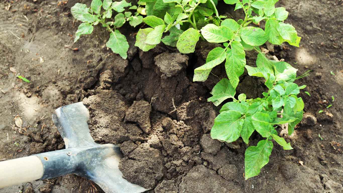 Seed potatoes growing in a square foot raised bed