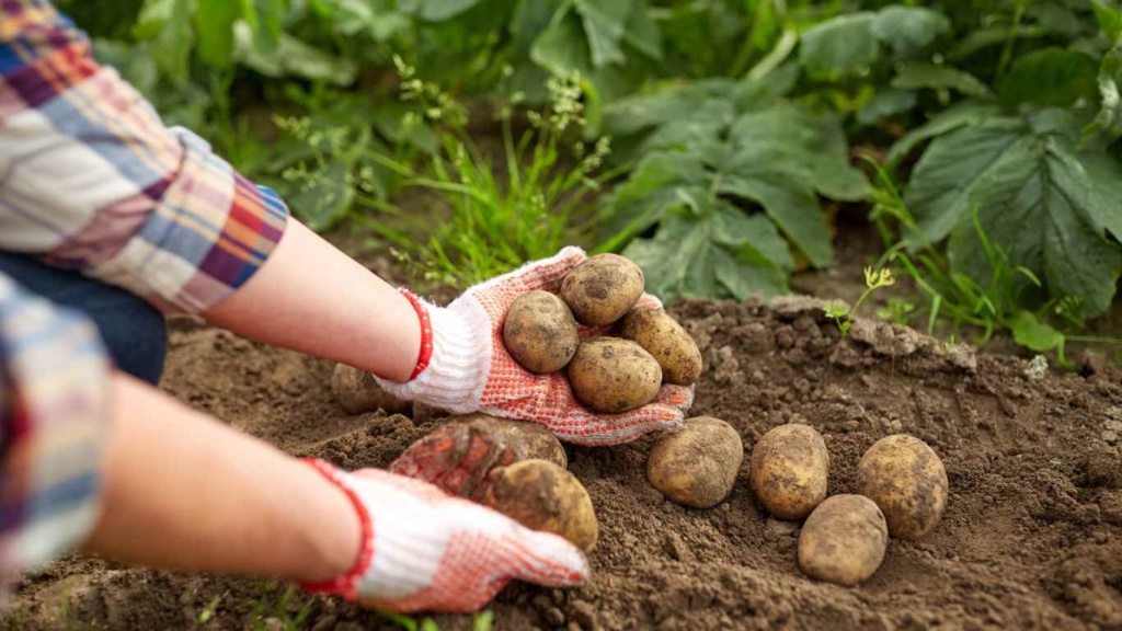 how to plant growing potatoes